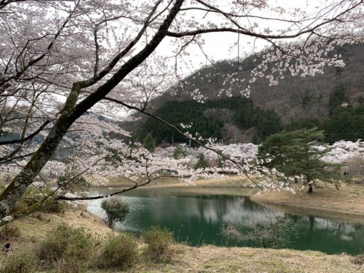 大野ダムの桜