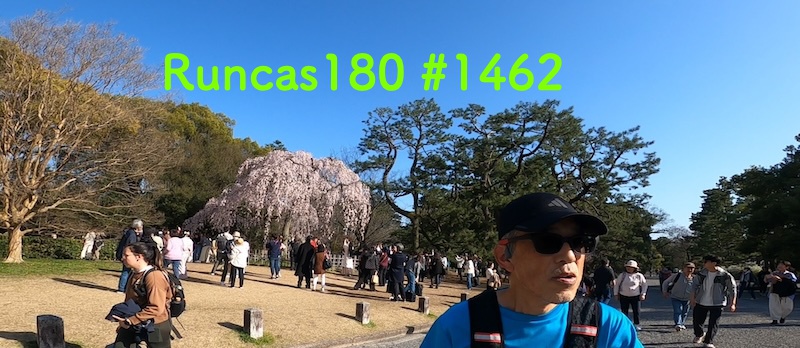 1462_2024/03/29 晴天の京都  9.0km