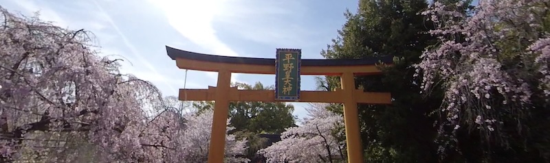 1474_2024/04/10  平野神社は葉桜 8.4km